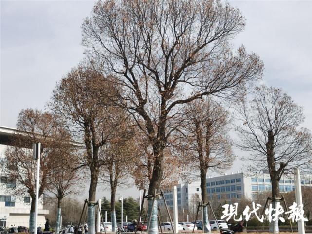 香樟树枝干枯还能活吗?樟树全年天气情况-图2 香樟树枝干枯还能活吗?樟树全年天气情况-图2