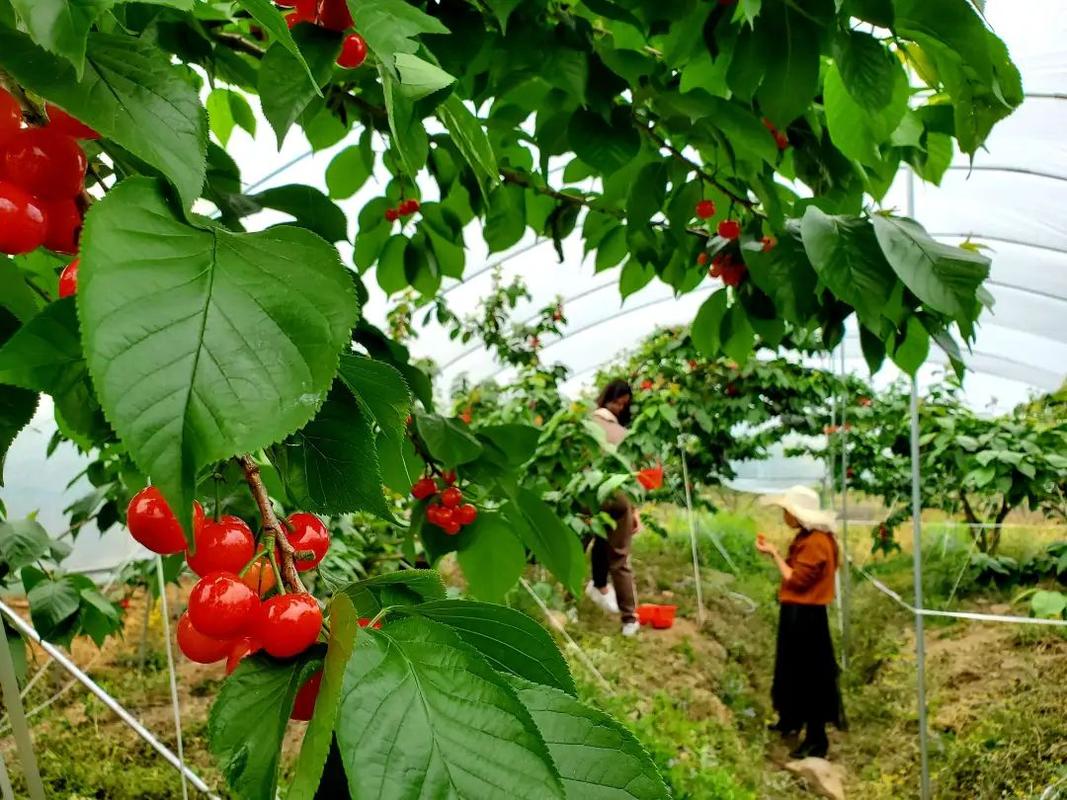 博爱县樱桃采摘时间?最近博爱天气情况-图2 博爱县樱桃采摘时间?最近博爱天气情况-图2