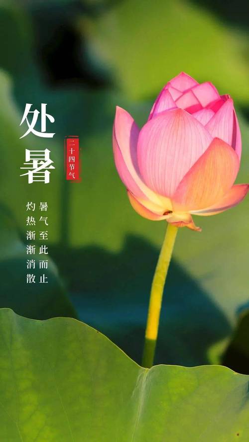 秋天处暑天气早上雾气蒙蒙代表什么?处暑天气情况-图3 秋天处暑天气早上雾气蒙蒙代表什么?处暑天气情况-图3