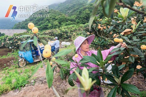 象山枇杷几月上市?象山未来天气情况-图3 象山枇杷几月上市?象山未来天气情况-图3