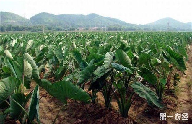 奉化芋头的种植时间?宁波奉化天气情况-图2 奉化芋头的种植时间?宁波奉化天气情况-图2