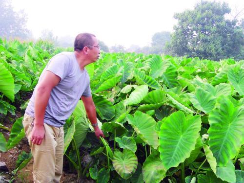 奉化芋头的种植时间？宁波奉化天气情况