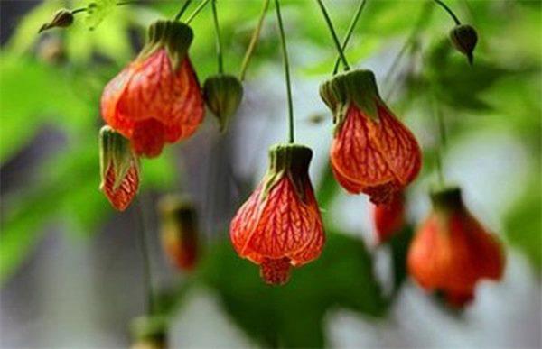 灯笼花秋天还长吗?灯笼河天气情况-图3 灯笼花秋天还长吗?灯笼河天气情况-图3