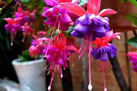 灯笼花秋天还长吗?灯笼河天气情况-图2 灯笼花秋天还长吗?灯笼河天气情况-图2