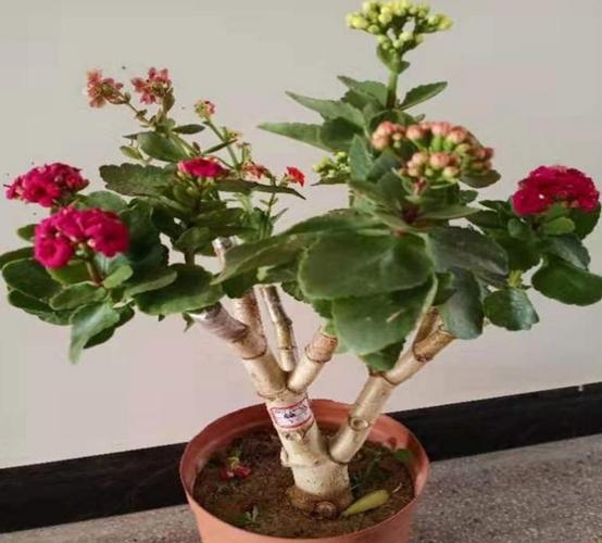 什么花能嫁接在长寿花上宜兴天气预报？宜兴过往天气情况