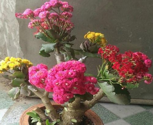 什么花能嫁接在长寿花上宜兴天气预报?宜兴过往天气情况-图2 什么花能嫁接在长寿花上宜兴天气预报?宜兴过往天气情况-图2