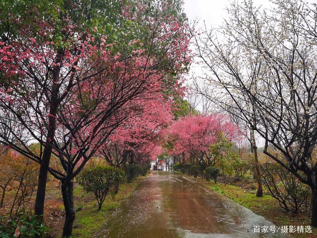 溧水梅花开的时间?南京溧水天气情况-图3 溧水梅花开的时间?南京溧水天气情况-图3