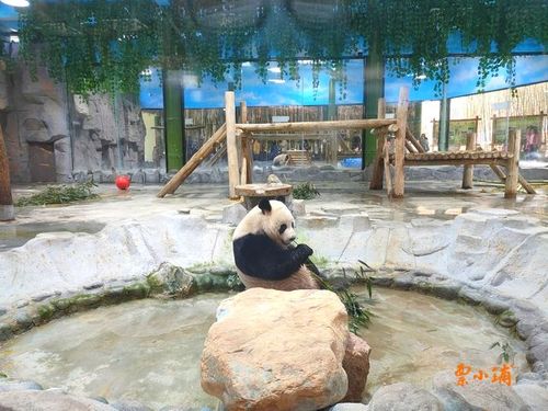 栾川竹海野生动物园下雨动物出来吗?洛阳栾天气情况-图3 栾川竹海野生动物园下雨动物出来吗?洛阳栾天气情况-图3
