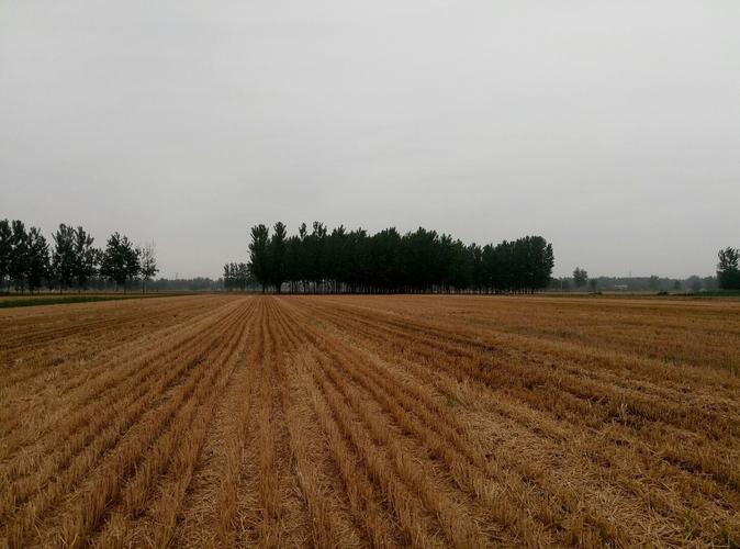 曹县现在气候能种小麦吗?曹县的天气情况-图2 曹县现在气候能种小麦吗?曹县的天气情况-图2