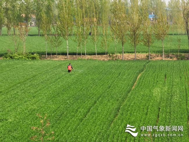 曹县现在气候能种小麦吗?曹县的天气情况-图3 曹县现在气候能种小麦吗?曹县的天气情况-图3