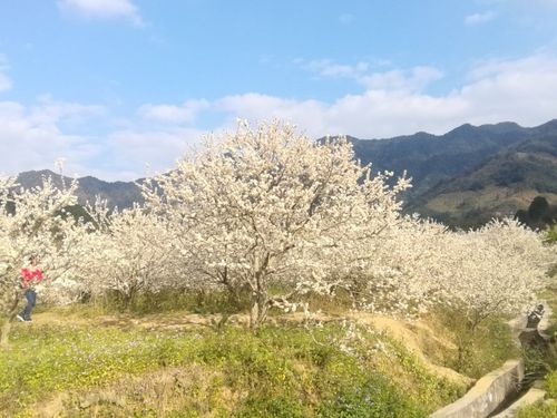 从化李花开放时间?溪头天气情况-图1 从化李花开放时间?溪头天气情况-图1