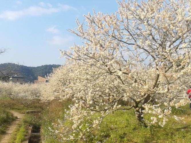 从化李花开放时间?溪头天气情况-图2 从化李花开放时间?溪头天气情况-图2
