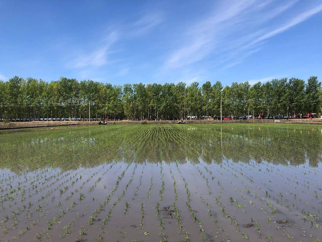 今年肇源春季雨水咋样适合免耕吗?肇源的天气情况-图2 今年肇源春季雨水咋样适合免耕吗?肇源的天气情况-图2