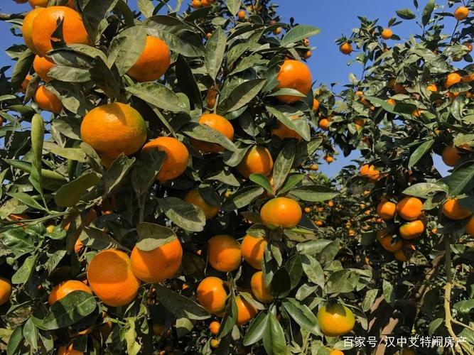 巴南橘子熟了吗?巴南区天气情况-图3 巴南橘子熟了吗?巴南区天气情况-图3