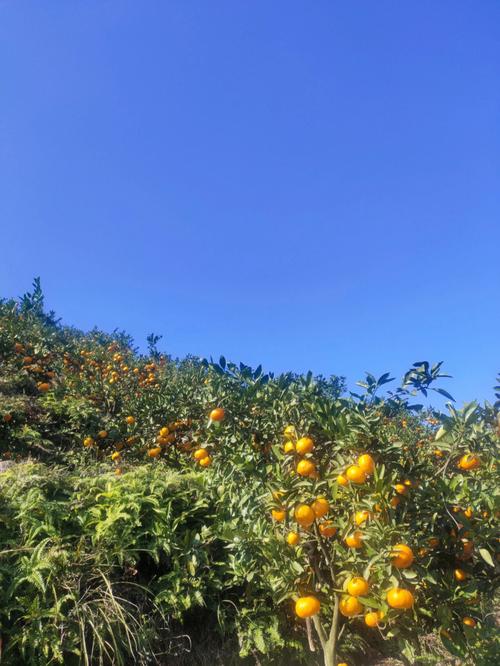 巴南橘子熟了吗?巴南区天气情况-图1 巴南橘子熟了吗?巴南区天气情况-图1