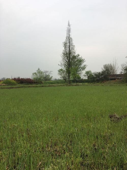 湖北省荆门沙洋有什么特产?沙洋的天气情况-图3 湖北省荆门沙洋有什么特产?沙洋的天气情况-图3