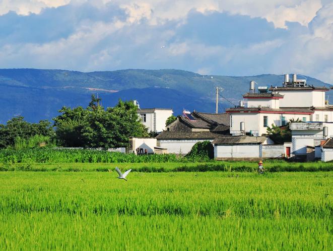 喜洲稻田几月份是绿色的？喜洲天气情况-图2