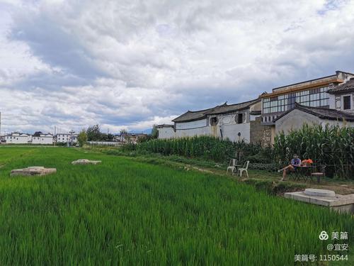喜洲稻田几月份是绿色的？喜洲天气情况-图3