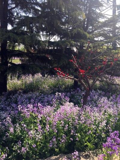 白鹿司公园什么时候花开得最好?崇州白鹿天气情况-图2 白鹿司公园什么时候花开得最好?崇州白鹿天气情况-图2