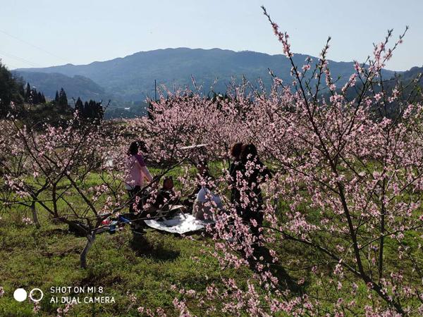新化吉庆梨花开了吗?国庆新化天气情况-图2 新化吉庆梨花开了吗?国庆新化天气情况-图2