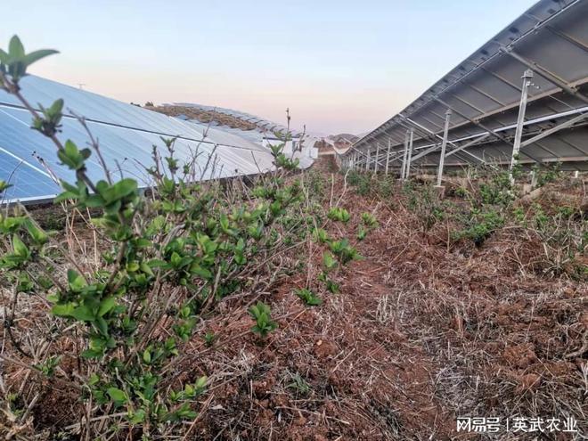 云南高寒山区适合种植什么药材?未来鲁甸天气情况-图2 云南高寒山区适合种植什么药材?未来鲁甸天气情况-图2