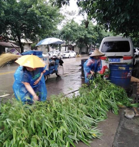 暴雨天气怎样保护小树苗?樟树近期天气情况-图2 暴雨天气怎样保护小树苗?樟树近期天气情况-图2