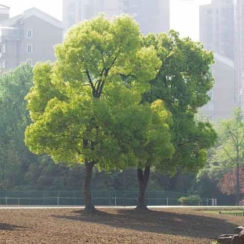 暴雨天气怎样保护小树苗?樟树近期天气情况-图3 暴雨天气怎样保护小树苗?樟树近期天气情况-图3