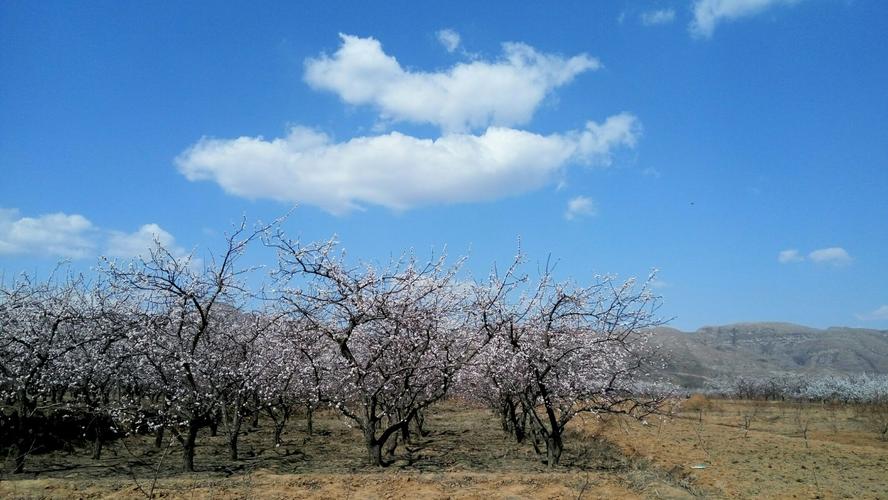 保定杏花什么时候开?顺平历史天气情况-图2 保定杏花什么时候开?顺平历史天气情况-图2