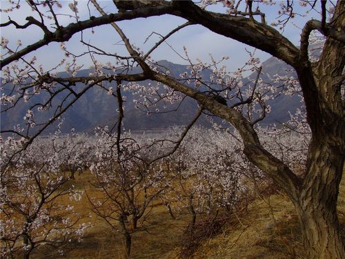保定杏花什么时候开？顺平历史天气情况