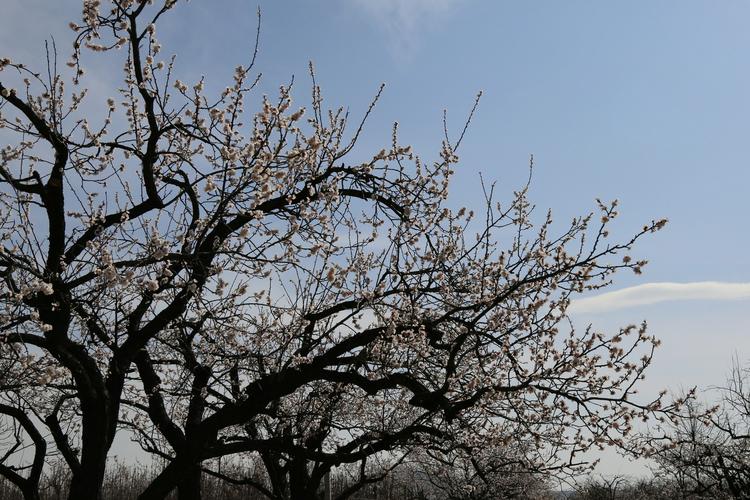 保定杏花什么时候开?顺平历史天气情况-图3 保定杏花什么时候开?顺平历史天气情况-图3