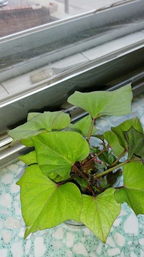 辽宁沈阳康平地区适合种植啥药材?康平的天气情况-图2 辽宁沈阳康平地区适合种植啥药材?康平的天气情况-图2