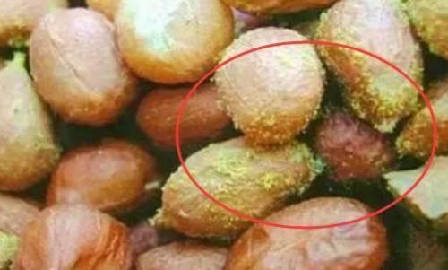 霉豆子有毒吗?宁远天气情况-图2 霉豆子有毒吗?宁远天气情况-图2