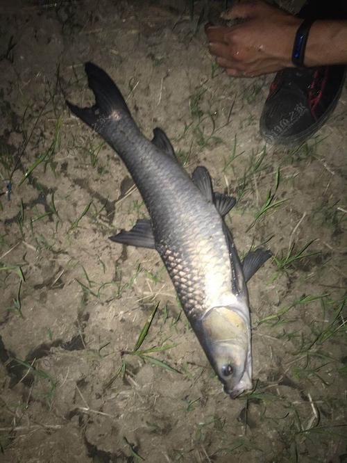 夜钓海竿钓鲢鳙最佳水深?慈利最近天气情况-图2 夜钓海竿钓鲢鳙最佳水深?慈利最近天气情况-图2