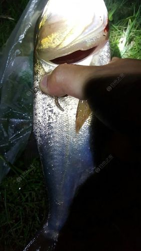 夜钓海竿钓鲢鳙最佳水深?慈利最近天气情况-图3 夜钓海竿钓鲢鳙最佳水深?慈利最近天气情况-图3