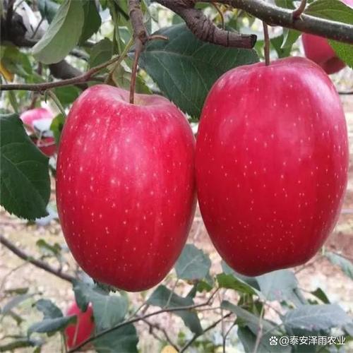 2021年苹果坐果怎么样?富县半月天气情况-图3 2021年苹果坐果怎么样?富县半月天气情况-图3