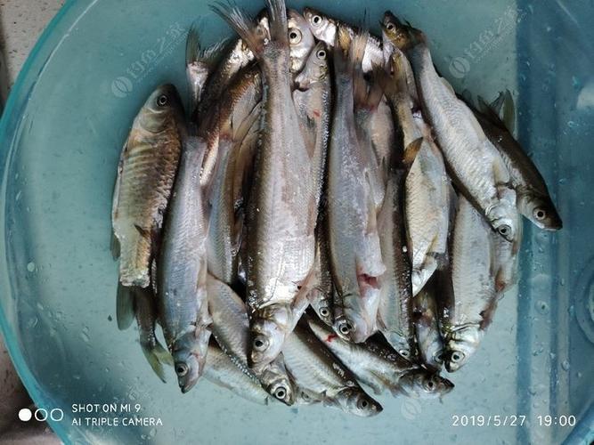 翘嘴产籽的时候会开口吗?口前天气情况-图3 翘嘴产籽的时候会开口吗?口前天气情况-图3