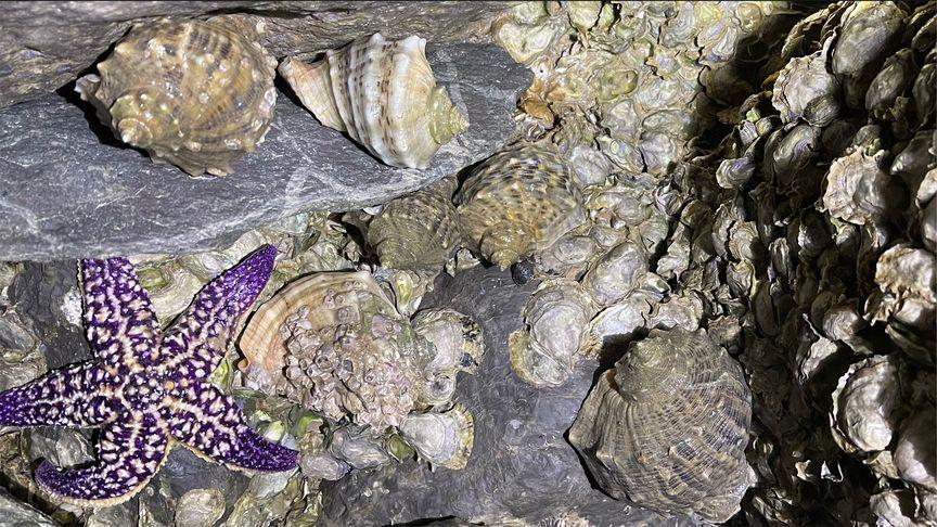 什么时候海螺爬上岸最多?海螺近期天气情况-图2 什么时候海螺爬上岸最多?海螺近期天气情况-图2