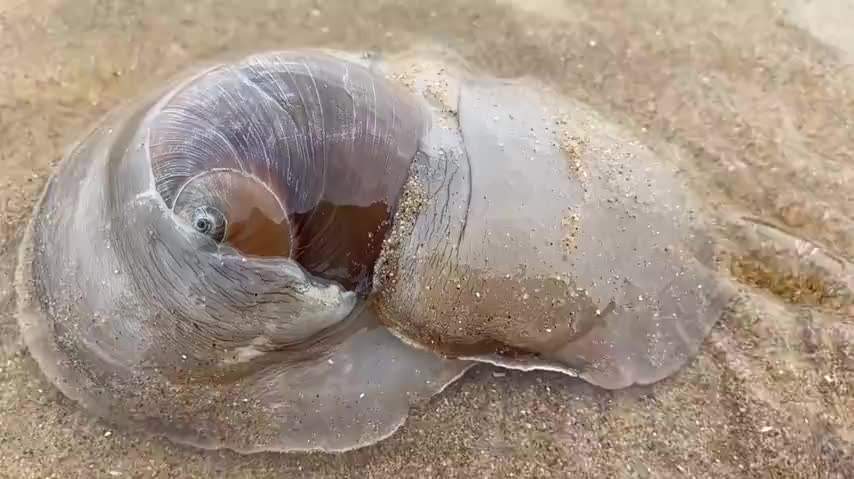 什么时候海螺爬上岸最多?海螺近期天气情况-图3 什么时候海螺爬上岸最多?海螺近期天气情况-图3