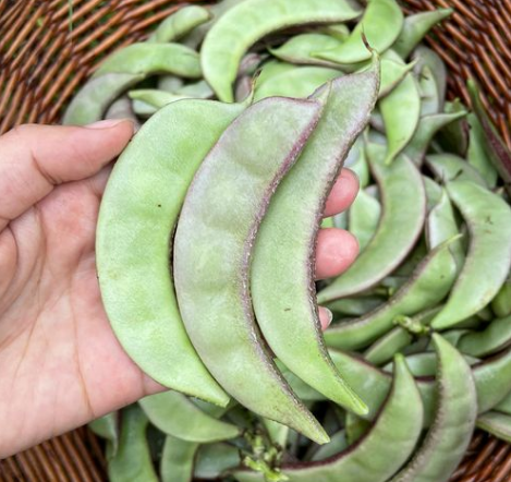 峨眉豆种植时间和技术？峨嵋的天气情况
