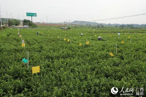 横县茉莉花的种植方法？今天横县天气情况