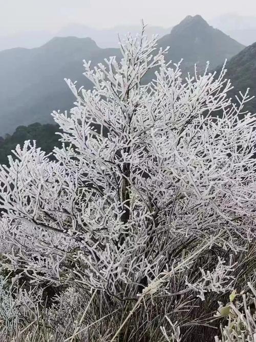 广州从化五指山下雪吗?从化今日天气情况-图3 广州从化五指山下雪吗?从化今日天气情况-图3