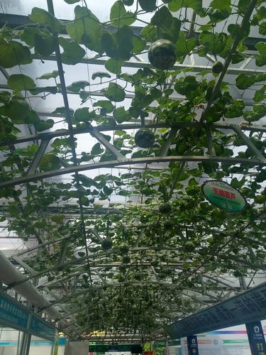 山东寿光蔬菜基地优势条件?寿光的天气情况-图2 山东寿光蔬菜基地优势条件?寿光的天气情况-图2