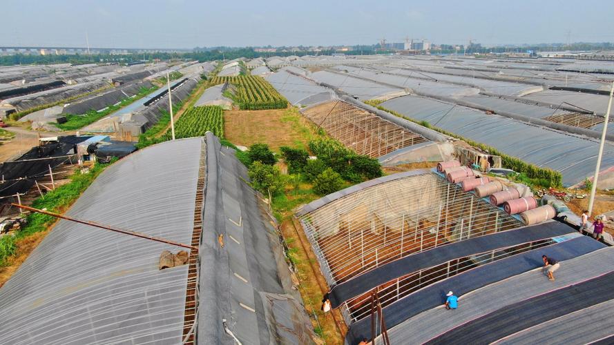 山东寿光蔬菜基地优势条件?寿光的天气情况-图3 山东寿光蔬菜基地优势条件?寿光的天气情况-图3