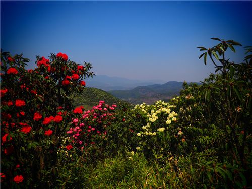 恩洪杜鹃花海现在开了吗?明天罗平天气情况-图3 恩洪杜鹃花海现在开了吗?明天罗平天气情况-图3