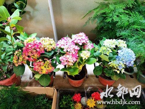 五七买花买什么花?五七的天气情况-图1 五七买花买什么花?五七的天气情况-图1