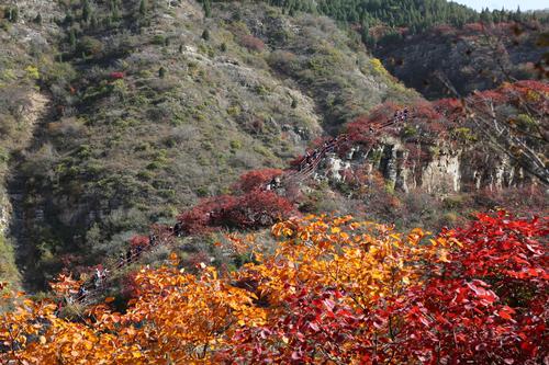 11月7号以后青州还有红叶看吗？青州天气情况介绍