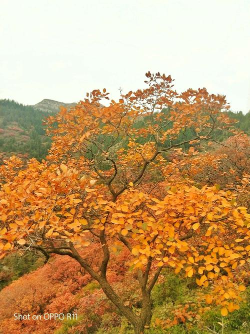 11月7号以后青州还有红叶看吗?青州天气情况介绍-图2 11月7号以后青州还有红叶看吗?青州天气情况介绍-图2