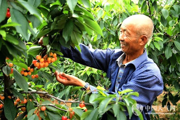 铜川樱桃什么时候结束?明天铜川天气情况-图3 铜川樱桃什么时候结束?明天铜川天气情况-图3