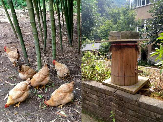 在竹林养鸡应该注意哪些问题?桃江天气情况-图2 在竹林养鸡应该注意哪些问题?桃江天气情况-图2