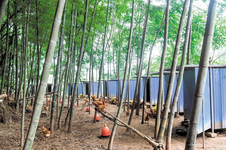 在竹林养鸡应该注意哪些问题?桃江天气情况-图3 在竹林养鸡应该注意哪些问题?桃江天气情况-图3